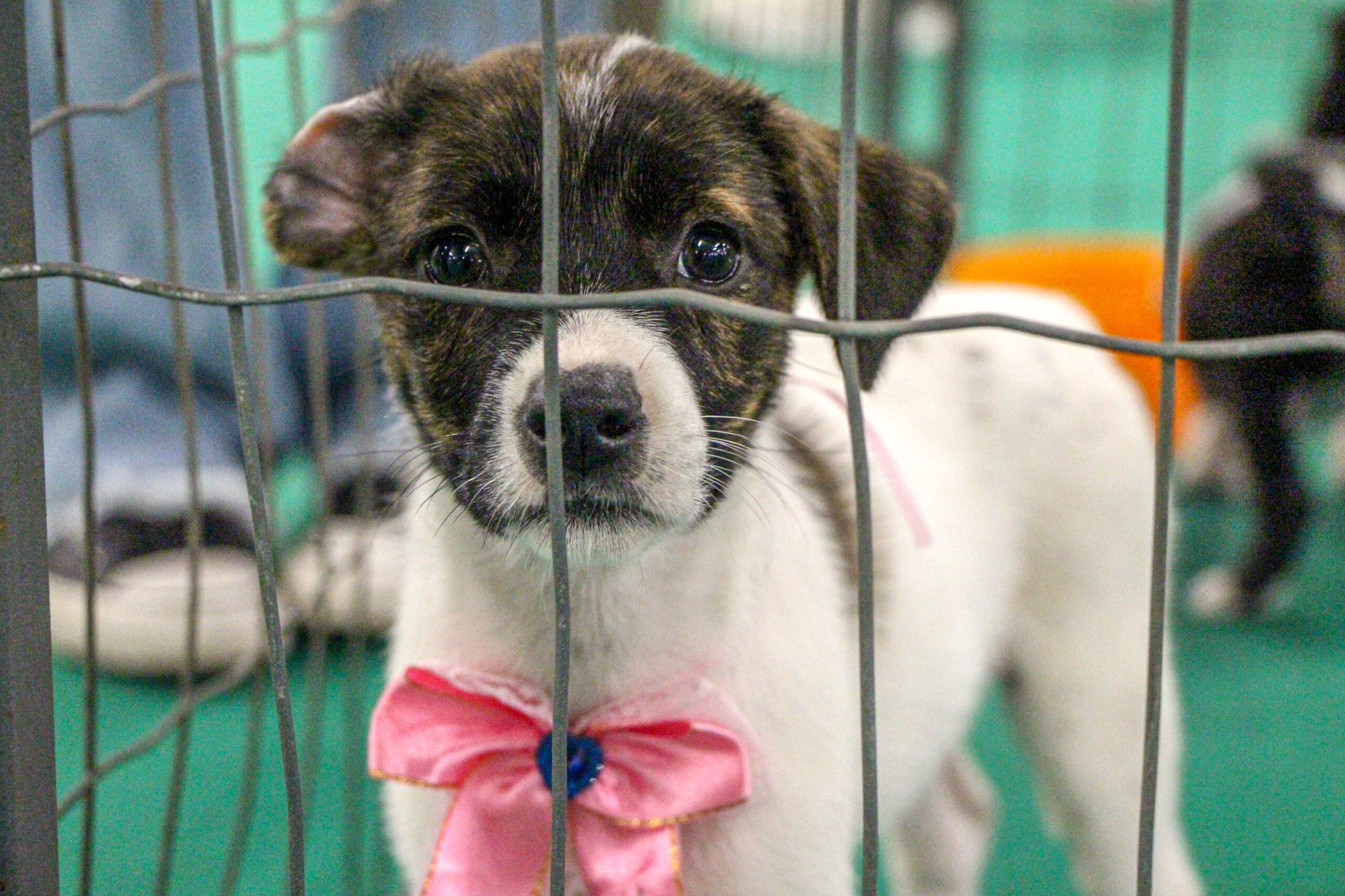 pets_Credito_PaulaArakaki