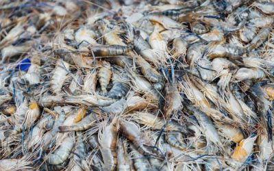 Shrimp in market